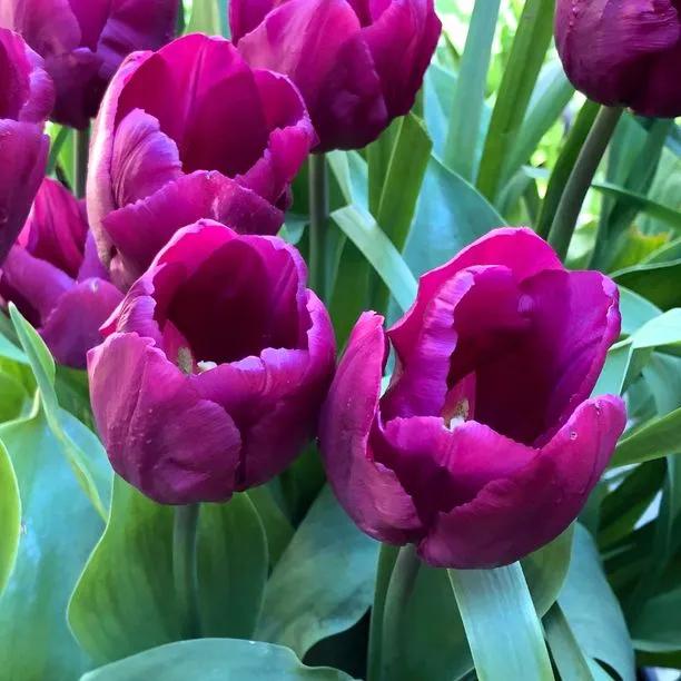 Close-up of Purple Prince Tulip Flower